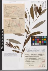 Foto von Salix hastata L. x Salix reticulata L.